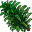 amazonian tree
